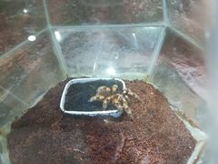 -上海大自然野生昆虫馆(东方明珠·爬宠昆虫探索中心)
