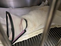 -安安宠医·安宠宠物医院