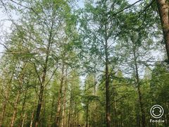 -黄海国家森林公园