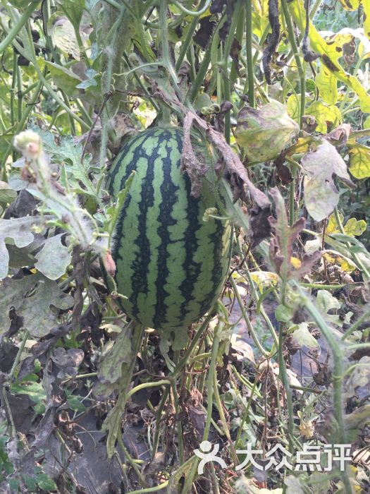 大兴庞各庄锦华西瓜采摘园图片 - 第49张