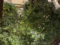 -狮王府淮扬菜(夫子庙老门东店)