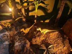 -恐龙探索乐园(磁器口店)