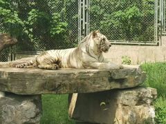 -上海野生动物园
