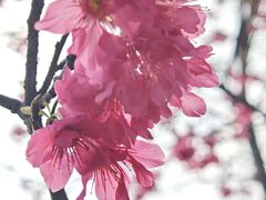 -天适樱花悠乐园