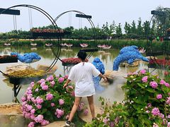 -荷兰花海