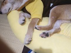 -逗柴咖啡屋·狗咖猫咖宠物桌游