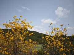 -广州白江湖森林公园