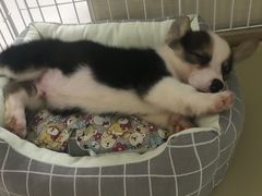 -翊宠yipet猫狗购宠庄园犬舍•猫舍