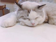 -滚猫咖啡·猫咖·猫友好撸猫(未来城店)