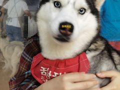 -Husky Go! 哈士奇体验馆·宠物咖啡厅狗咖