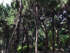 -嘉定紫藤园