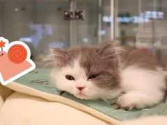 -babydoll猫舍·米努特·德文·缅因(久光中心店)