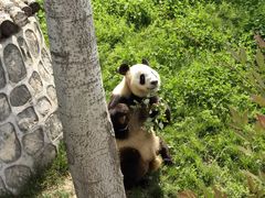 -西安秦岭野生动物园