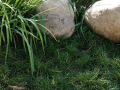 -五甲塘生态湿地公园