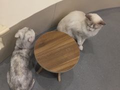 -飞行喵MR PILOT|猫舍·猫咖(静安大融城店)