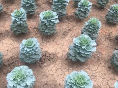 -兰陵国家农业公园