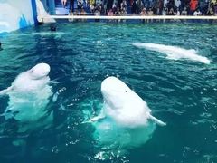 -秦皇岛乐岛海洋王国