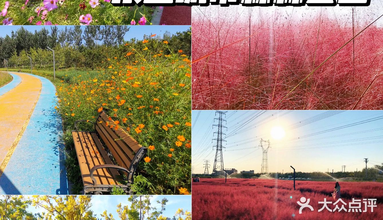 北京花海🌺金秋十月赏花攻略㊙️