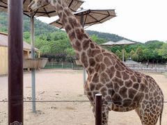 -青岛森林野生动物世界