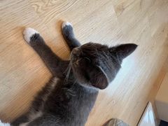 -有喵·猫咖·狗咖·30几只猫10只小狗(岗厦店)