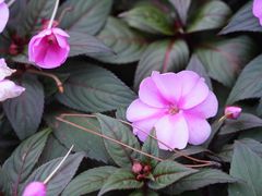 -庐山风景区花径公园