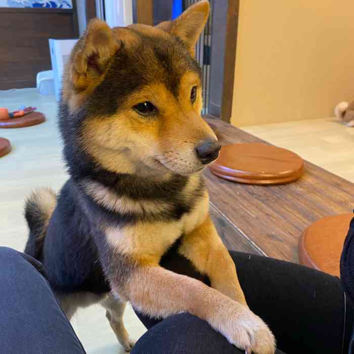 豆柴院子柴犬主题咖啡馆(798店"种草他们家很久了,趁着周末和朋友