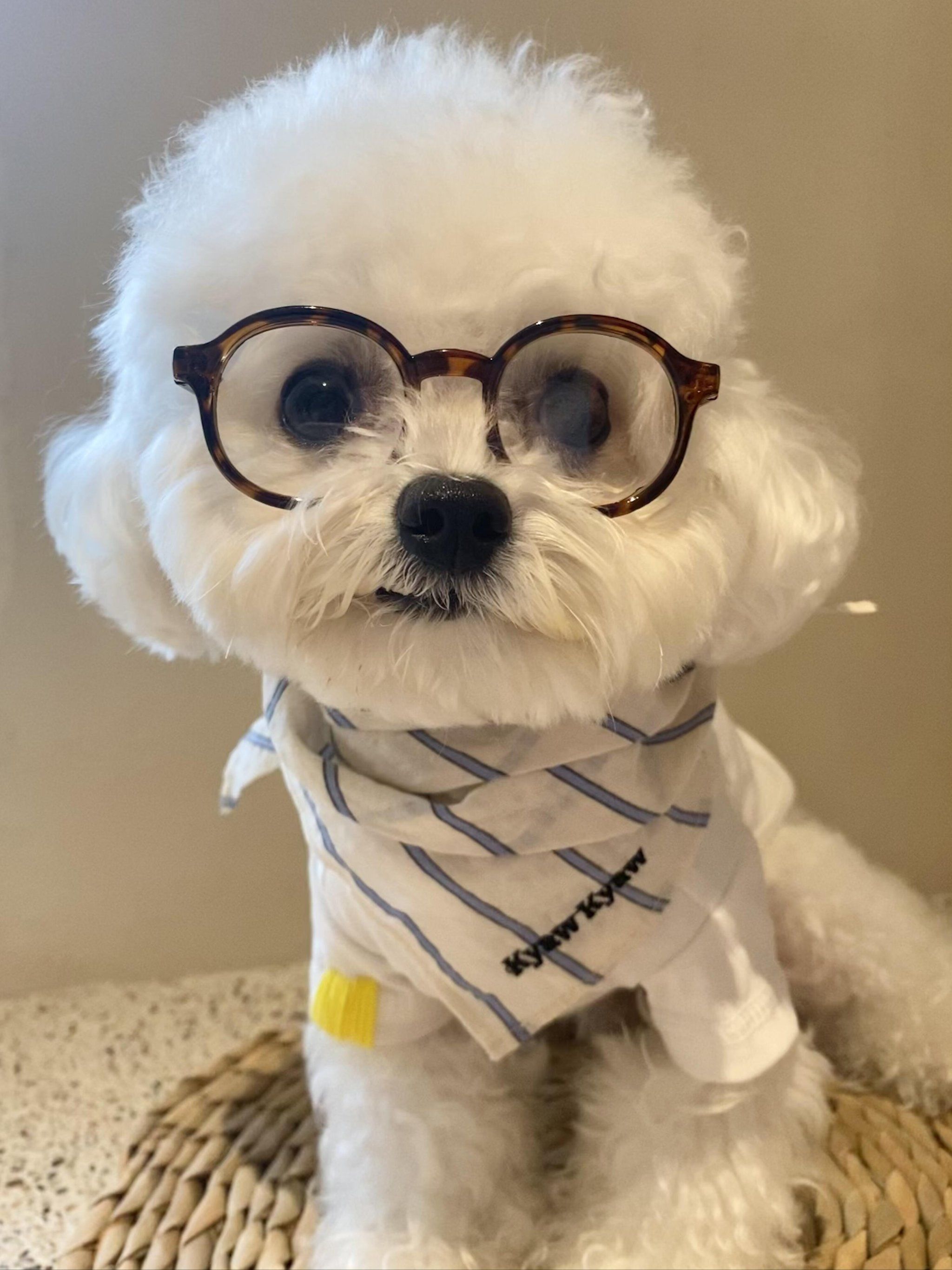 戴上眼镜看起来就聪明多了🥸