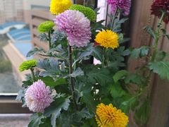 -循礼门鲜花花市(武汉循礼门店)