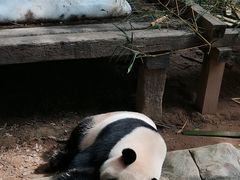 -广州长隆野生动物世界