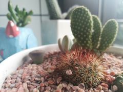 -蜜蜂小象·榴莲千层蛋糕(时代汇11栋店)