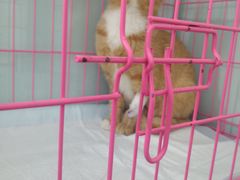 -美联众合宠物医院·爱萌分院·内外科·猫科中心