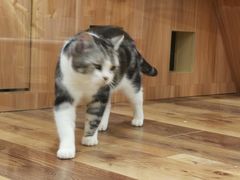 -袖虎·猫馆(体育西路店)