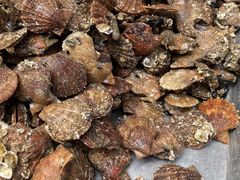 生海蛎子-桔子海鲜烧烤大排档(台东店)