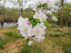 -莲花池公园