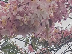 -四海公园(南山区)