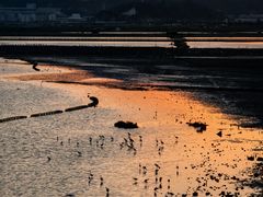 -北岐滩涂