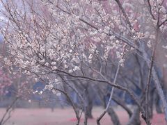 -蜀冈西峰生态公园