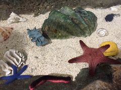 -悉尼海洋生物水族馆