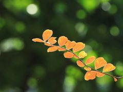-云溪植物园