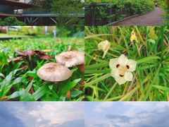 -香蜜公园