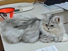 -瑞派康怡24h宠物医院·犬猫医疗中心·微创绝育(瑞景分院)