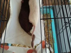 -桂林市花鸟市场