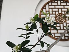 -狮古丰·创意菜·茶馆