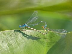 -上海辰山植物园