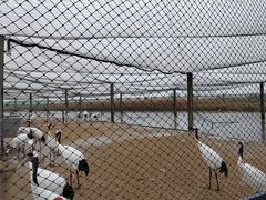 -盐城丹顶鹤湿地生态旅游区