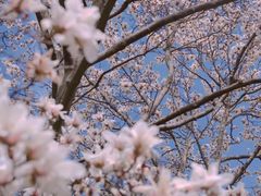 -杭州植物园