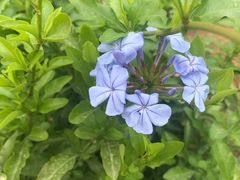 -松山湖梦幻百花洲