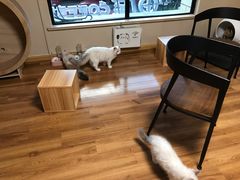 超可爱的猫猫-喵屋coffee