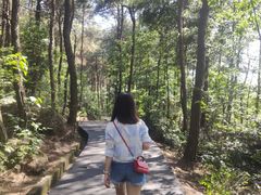 -铁山坪森林公园