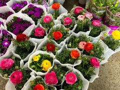 -双季花艺园艺市场(浦东店)